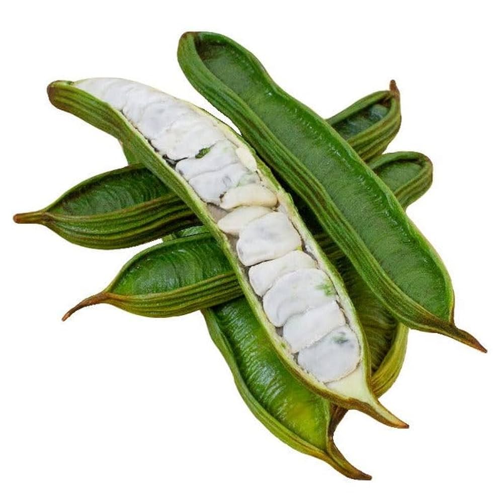 fruit plant seeds Ice Cream Bean Seeds for Planting – Inga Edulis, Tropical Fruit Tree S – Neeraseeds