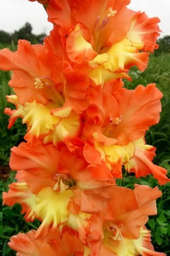 Yellow Orange Gladiolus Flower Seeds – Heirloom Non-GMO Bulb Seeds for Planting, High Germination