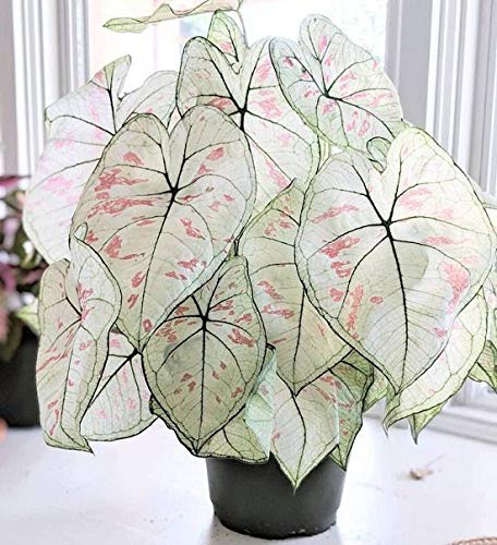 White Queen Caladium Leaf Seeds – Heirloom, Non-GMO, High Germination Organic Garden Seeds for Planting