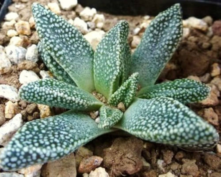 Green Nananthus Margaritiferus Plant Seeds for Planting | Heirloom, Non-GMO, High Germination Organic Garden Succulent Seeds