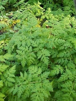 Flower Seeds, Seeds for Planting, Plant Seeds
