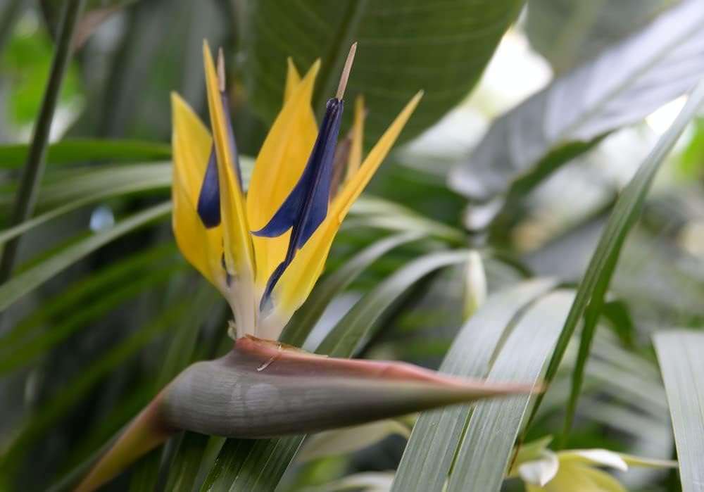 bird of paradise plant seeds germination Yellow Blue Bird of Paradise Seeds – Heirloom, Non-GMO – Neeraseeds