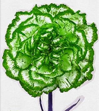 Flower Seeds, Seeds for Planting, Plant Seeds