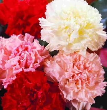 Flower Seeds, Seeds for Planting, Plant Seeds