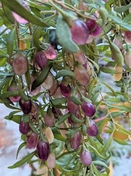 goji berry seeds for planting Black Mission Fig Seeds – Heirloom Non-GMO Fruit Seeds for Garden Planting 100 pcs
