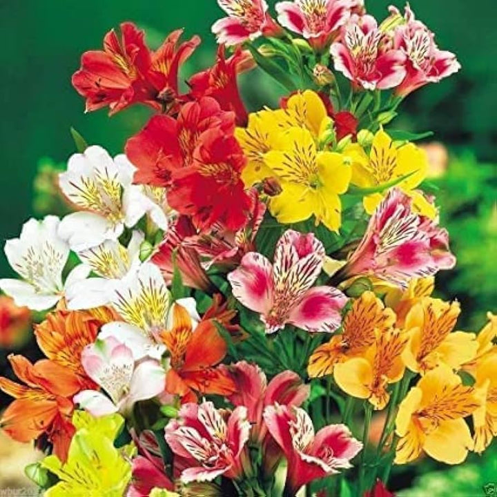 Alstroemeria Aurantiaca Seeds – Heirloom Non-GMO Peruvian Lily Flower Seeds for Planting – High Germination