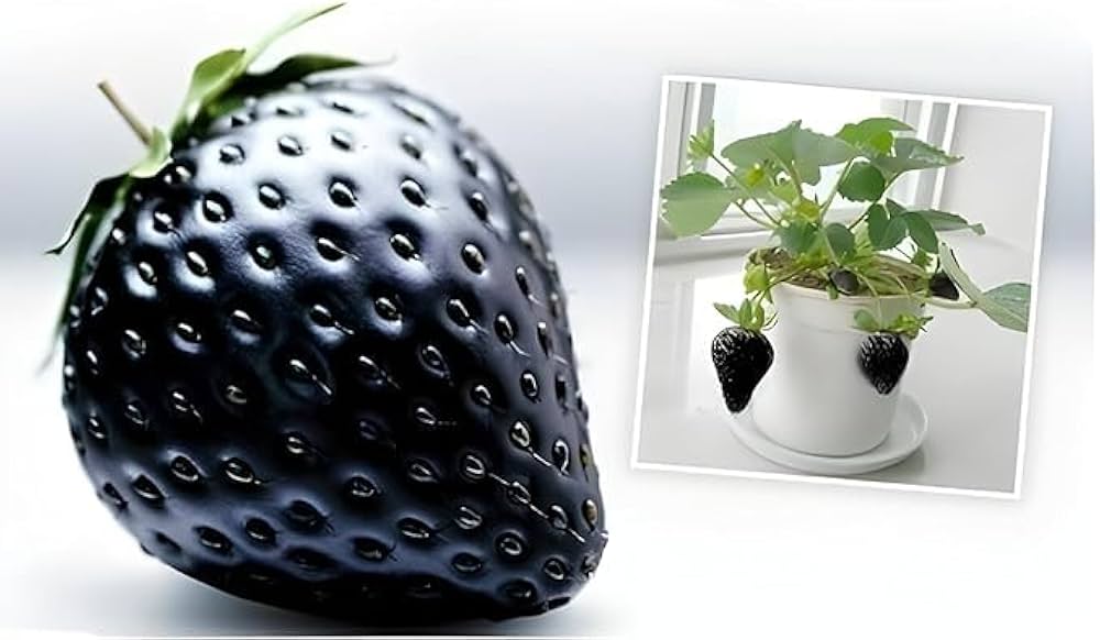 Black Strawberry Fruit Seeds for Planting – Sweet, Juicy Berries for Gardens, Heirloom & Non-GMO, High Germination