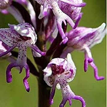 orchid plant seeds for sale Organic Purple Naked Man Orchid Flower Seeds for Planting – Heirloom, Non-GMO Garden Seeds