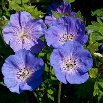 geranium rozanne seeds Rozanne Geranium Flower Seeds for Garden Planting – Non-GMO Heirloom Organic Garden Seeds, High Germination
