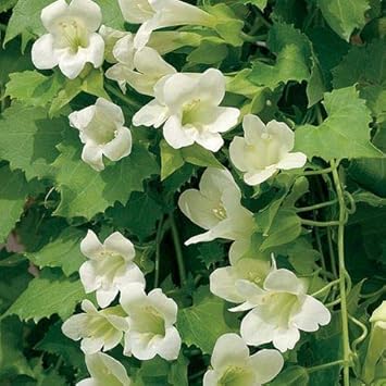 lofos compact rose seeds Maurandya White Lophospermum Flower Seeds for Planting – Heirloom, Non-GMO,  High Germination Climbing Blooms for Trellises & Hanging Baskets