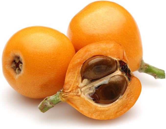 Loquat Shrub Seeds – Eriobotrya Japonica Heirloom Non-GMO Seeds for Garden Planting
