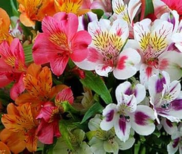 Flower Seeds, Seeds for Planting, Plant Seeds