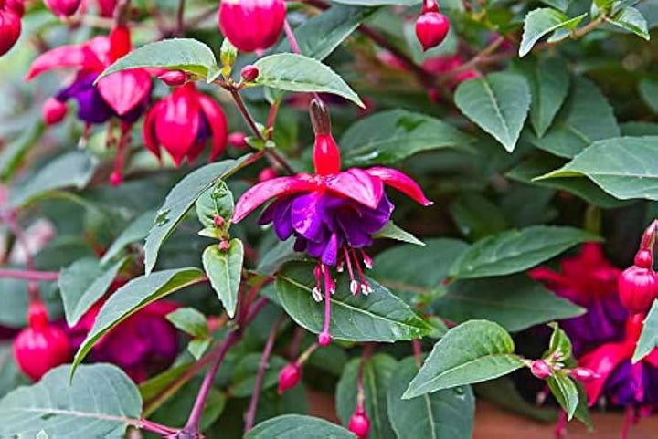 Blue Red Fuchsia Flower Seeds for Planting – Heirloom, Non-GMO, High Germination Garden Seeds