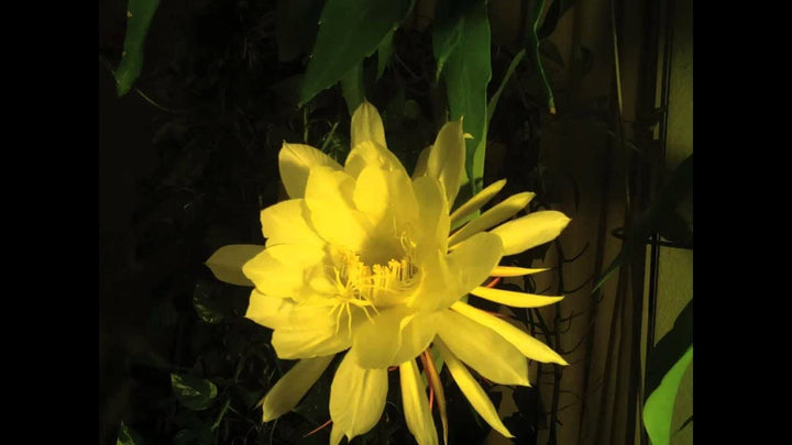 Yellow Nopalxochia Flower Seeds for Planting – Heirloom, Non-GMO, High Germination Cactus Garden Seeds