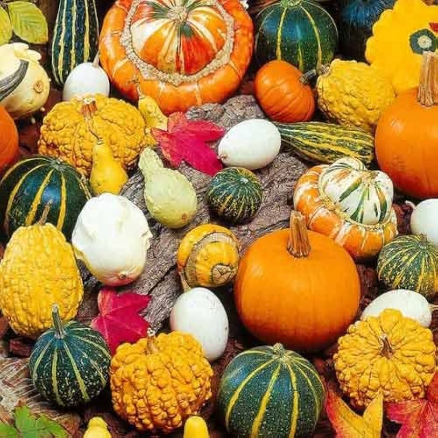 organic pumpkin seeds for planting Ornamental Pumpkin Seeds Mix for Planting – Organic, Heirloom, Non-GMO,  High Germination Decorative Garden Seeds