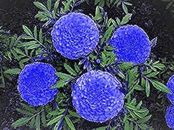 Flower Seeds, Seeds for Planting, Plant Seeds