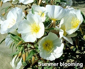 Flower Seeds, Seeds for Planting, Plant Seeds