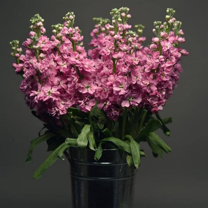Baby Pink Matthiola Incana Flower Seeds for Planting – Heirloom, Non-GMO, High Germination Garden Seeds