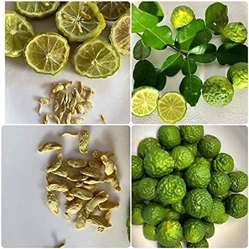 Thai Kaffir Lime Seeds for Planting – Heirloom, Non-GMO, High Germination Organic Seeds for Aromatic Citrus Leaves