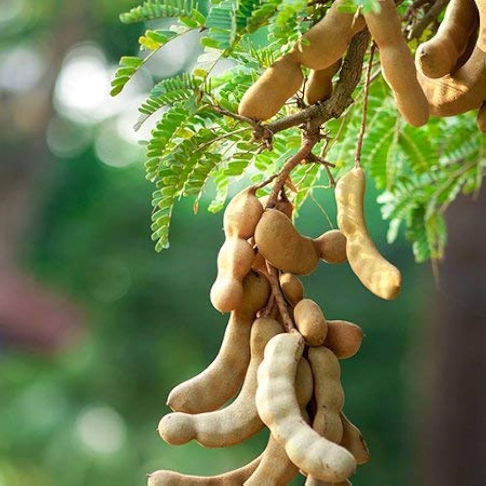 Tamarind Tree Seeds for Planting – Heirloom, Non-GMO, High Germination Organic Garden Seeds for Exotic Outdoor Gardens & Landscaping
