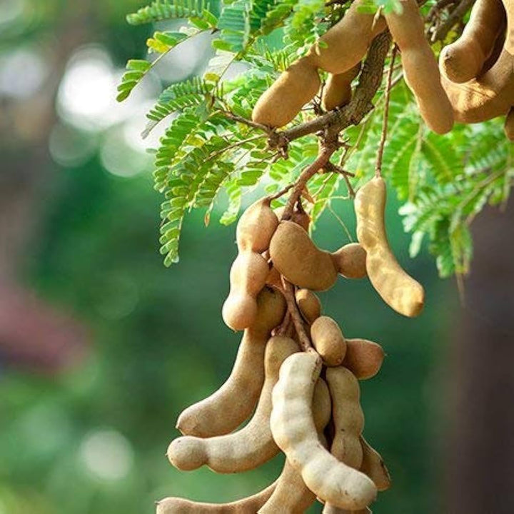 Tamarind Tree Seeds for Planting – Heirloom, Non-GMO, High Germination Organic Garden Seeds for Exotic Outdoor Gardens & Landscaping