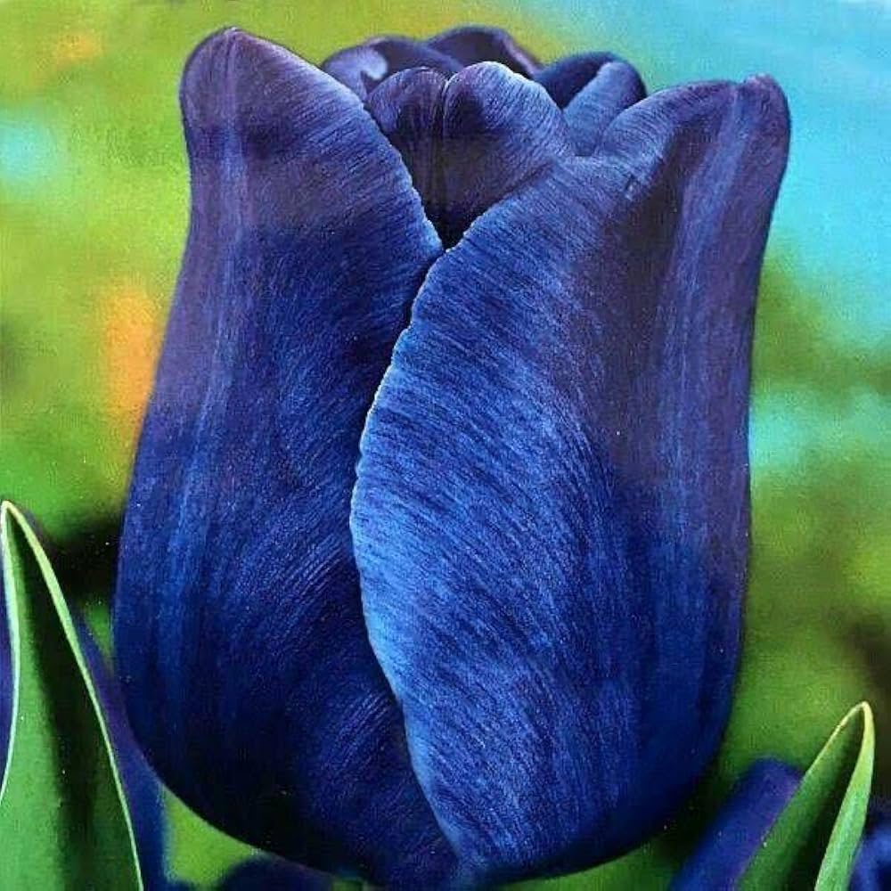 Blue Tulip Flower Seeds for Planting – Vibrant, Non-GMO, Heirloom Quality Seeds