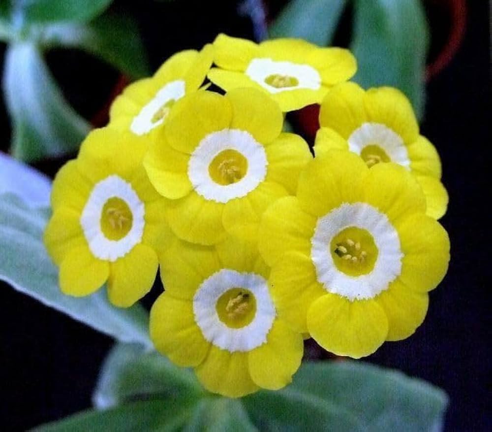auricula flower seeds Yellow Primula Auricula Seeds for Planting – Organic, Heirloom, Non-GMO
