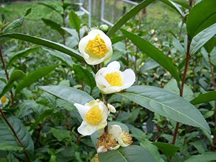 Camellia Sinensis Plant Seeds – Heirloom Non-GMO High Germination Green Tea Herb Seeds for Home Growing