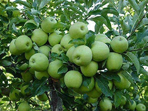 planting granny smith apple seeds Granny Smith Apple Seeds for Garden Planting – Heirloom Non-GMO Fruit  Variety