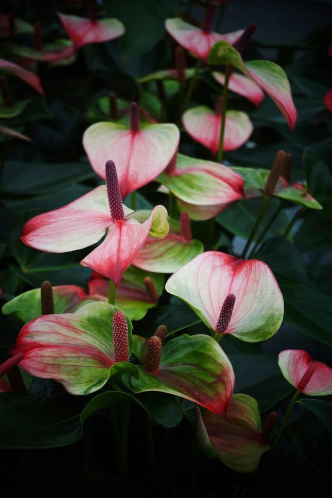 Anthurium Andraeanum Heirloom Non-GMO Seeds – Neeraseeds