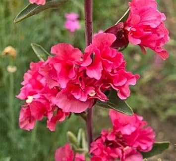 Flower Seeds, Seeds for Planting, Plant Seeds