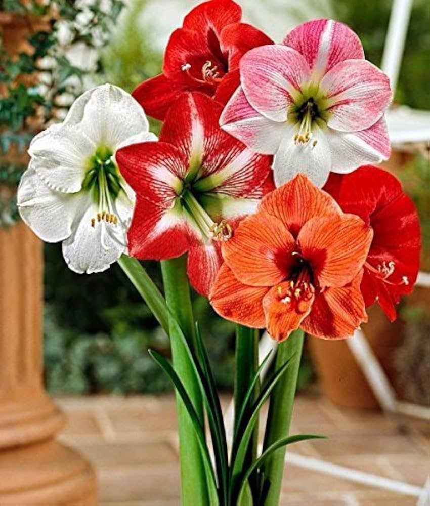 Amaryllis Barbados Mixed Color Flower Seeds for Planting – Non-GMO, High Germination, Heirloom Organic Garden Seeds