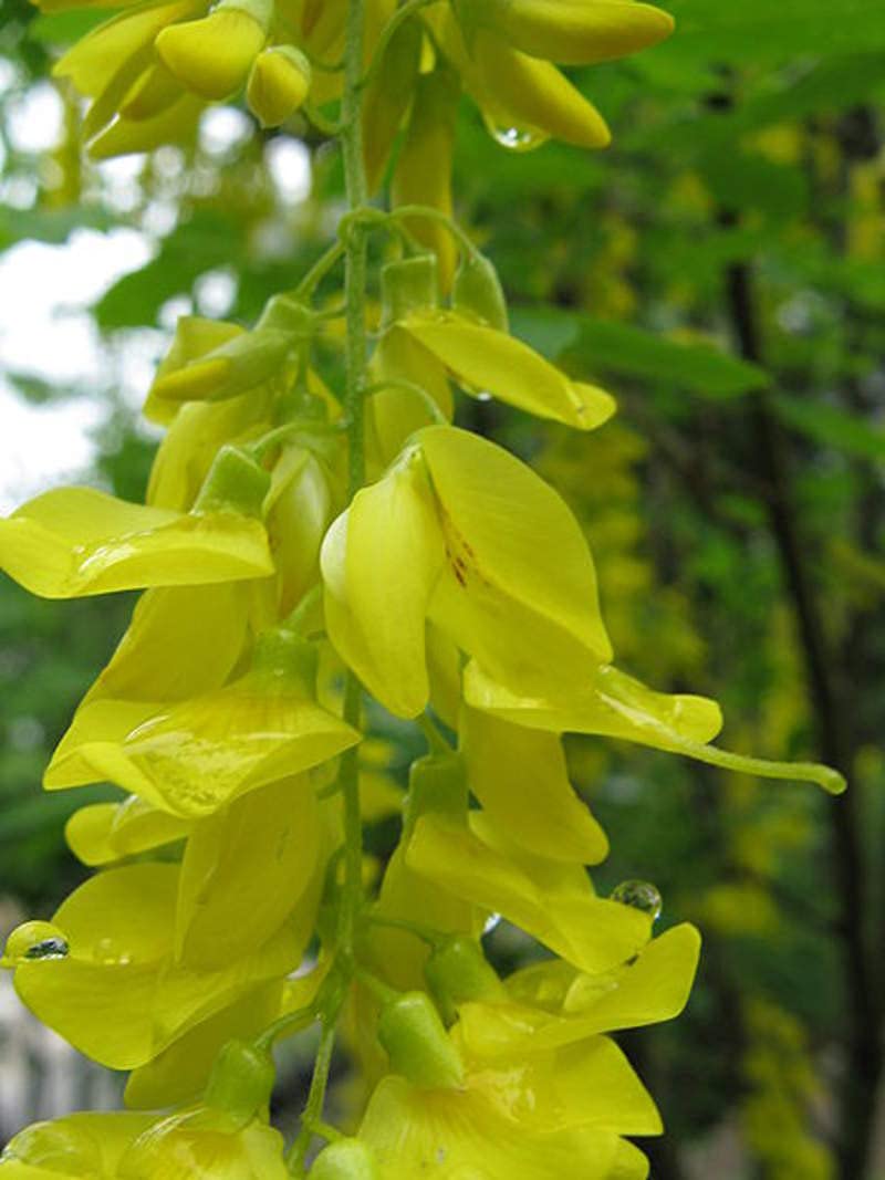 Yellow Anagyroides Flower Seeds for Planting – Vibrant Golden Blooms for Gardens & Landscapes