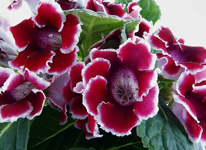 White Maroon Gloxinia Seeds for Planting – Organic, Heirloom, Non-GMO Flower Seeds