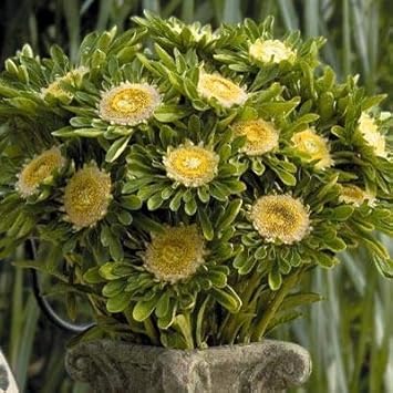 Flower Seeds, Seeds for Planting, Plant Seeds