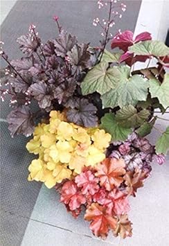 Flower Seeds, Seeds for Planting, Plant Seeds