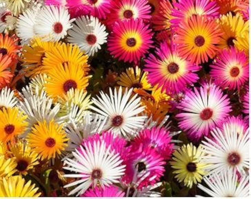 summer flower mix seeds Summer Flower Seeds for Planting – Vibrant Mix of Annual & Perennial Blooms  – Neeraseeds