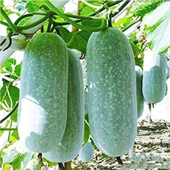 Asian Winter Melon White Ash Gourd Seeds for Planting – Heirloom, Non-GMO, High Germination Organic Garden Seeds