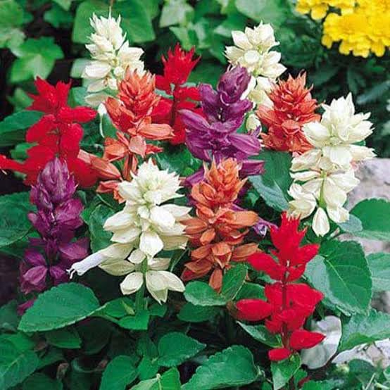 saraswati plant seeds Salvia Splendens Flower Seeds – Vibrant Red Blooms, Heirloom & Non-GMO Garden Seeds