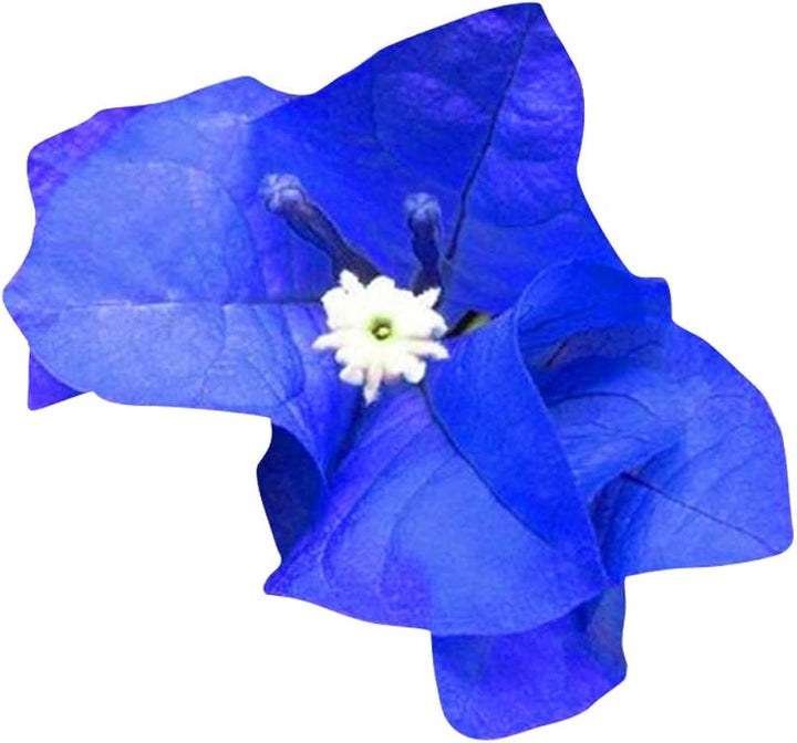 Blue Bougainvillea Climbing Flower Seeds for Planting – Heirloom, Non-GMO, High Germination Vibrant Vine Seeds