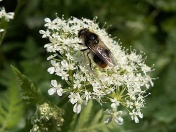 Flower Seeds, Seeds for Planting, Plant Seeds