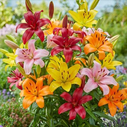 Mix Asiatic Lilies Flower Seeds for Planting - Heirloom Non-GMO High Germination Organic Garden Seeds