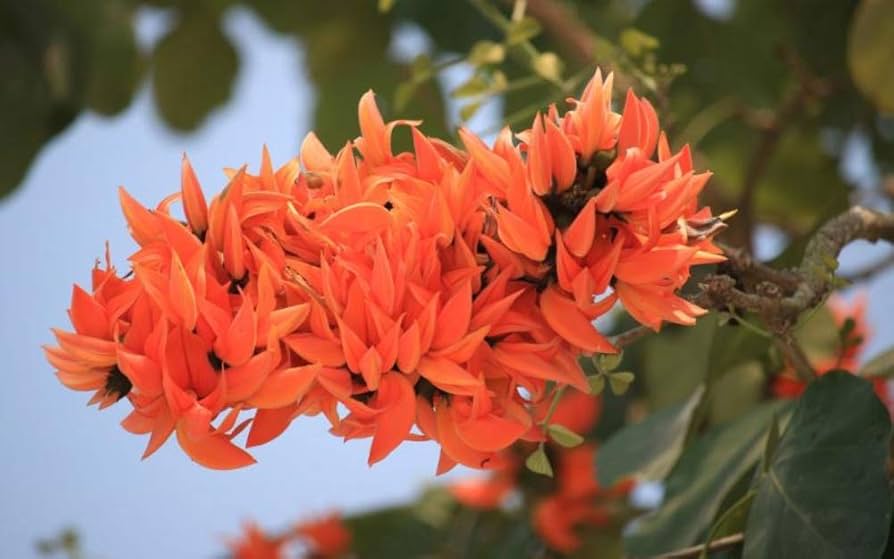 Monosperma Flower Seeds for Planting – Heirloom, Non-GMO, Organic Garden Seeds, High Germination