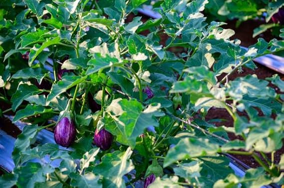 Eggplant Black Beauty Seeds – Heirloom Variety for High-Yield, Glossy Fruits