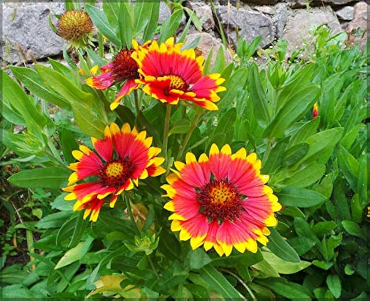 Yellow Red Aristata Flower Seeds for Planting - Heirloom Non-GMO High Germination Organic Garden Seeds