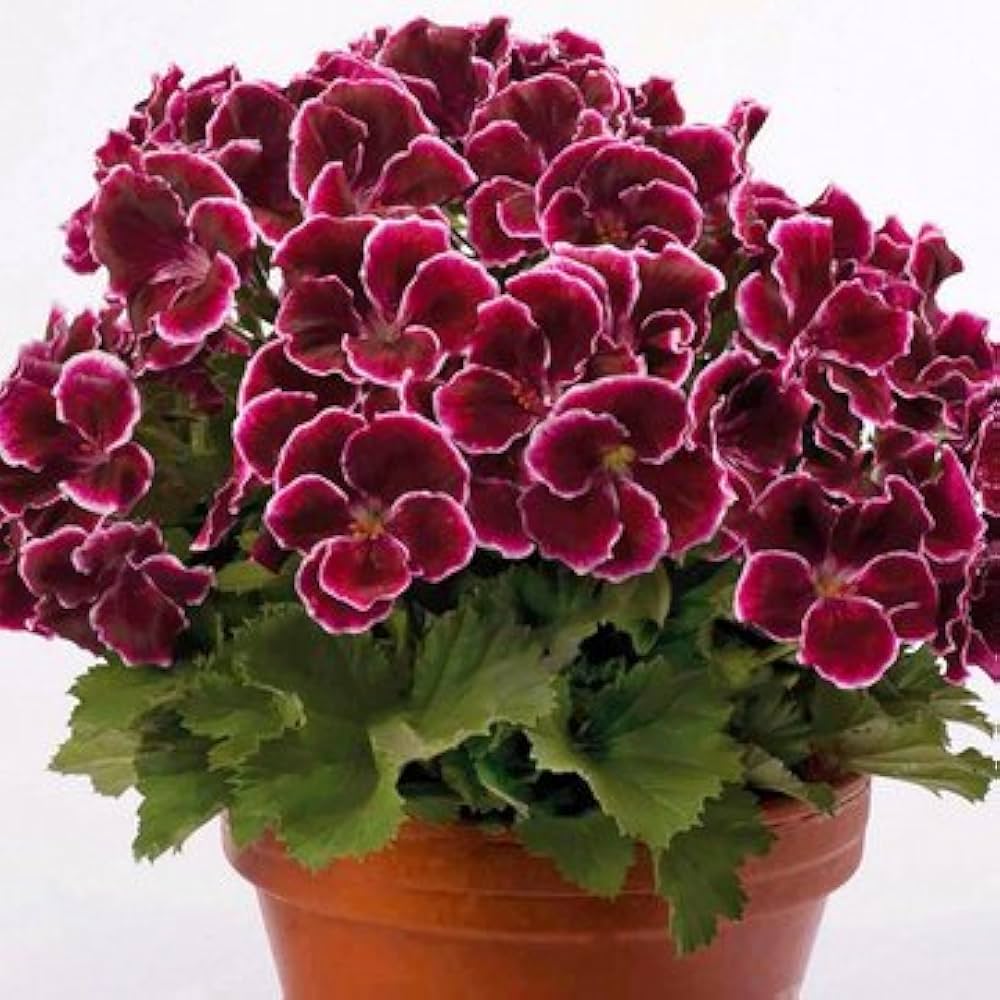 Wine Red Geranium Flower Seeds - Heirloom, Non-GMO, High Germination Organic Garden Seeds for Planting in Pots or Outdoors
