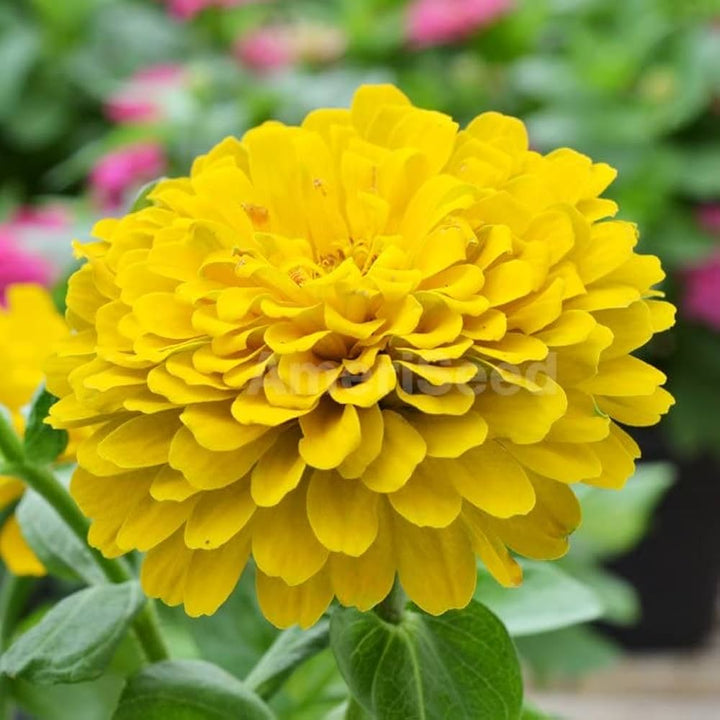 Heirloom Canary Zinnia Flower Seeds – High Germination Seeds for Planting Vibrant, Easy-to-Grow Garden Flowers