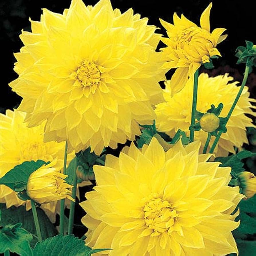 Dahlia Pachyderms Flower Seeds for Planting - Heirloom and Non-GMO garden seeds