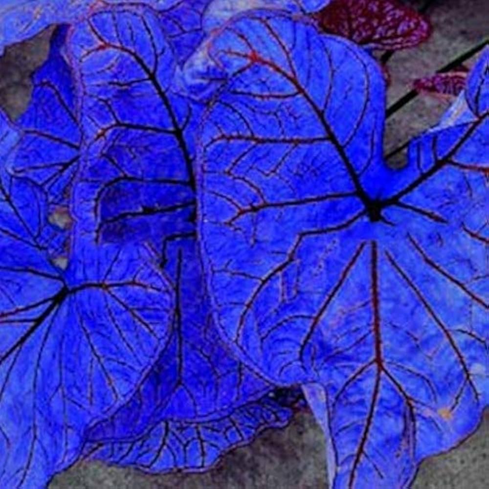 Caladium Bicolor Blue Flower Seeds for Planting – Heirloom, Non-GMO, High Germination Organic Garden Seeds