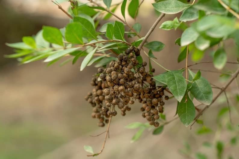 Brown Zanthoxylum Plant Seeds for Planting – Spicy Aromatic Tree Seeds